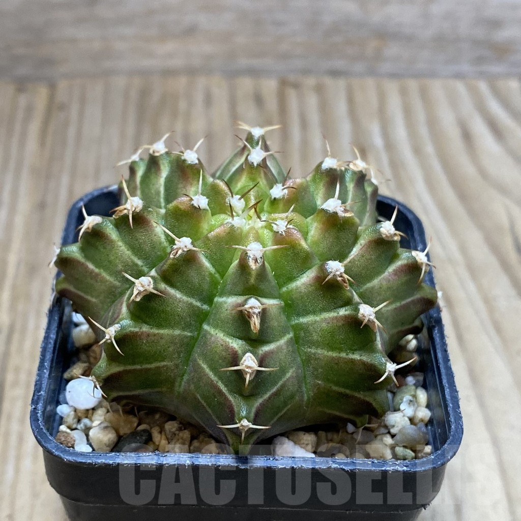 SH3884 Gymnocalycium mihanovichii 'Neon' hybrid, seedling - Image 2