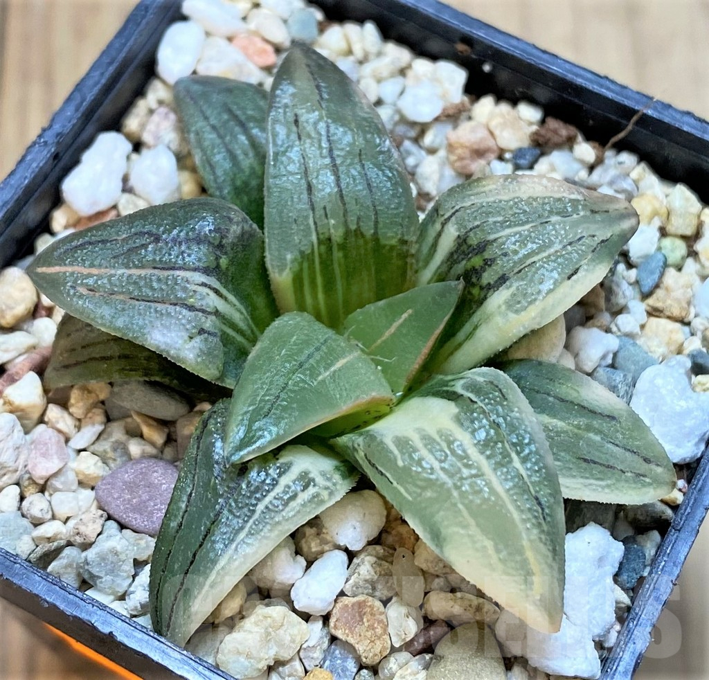 SHPR42244 Haworthia mutica 'Red Lines' f. variegata - Image 2