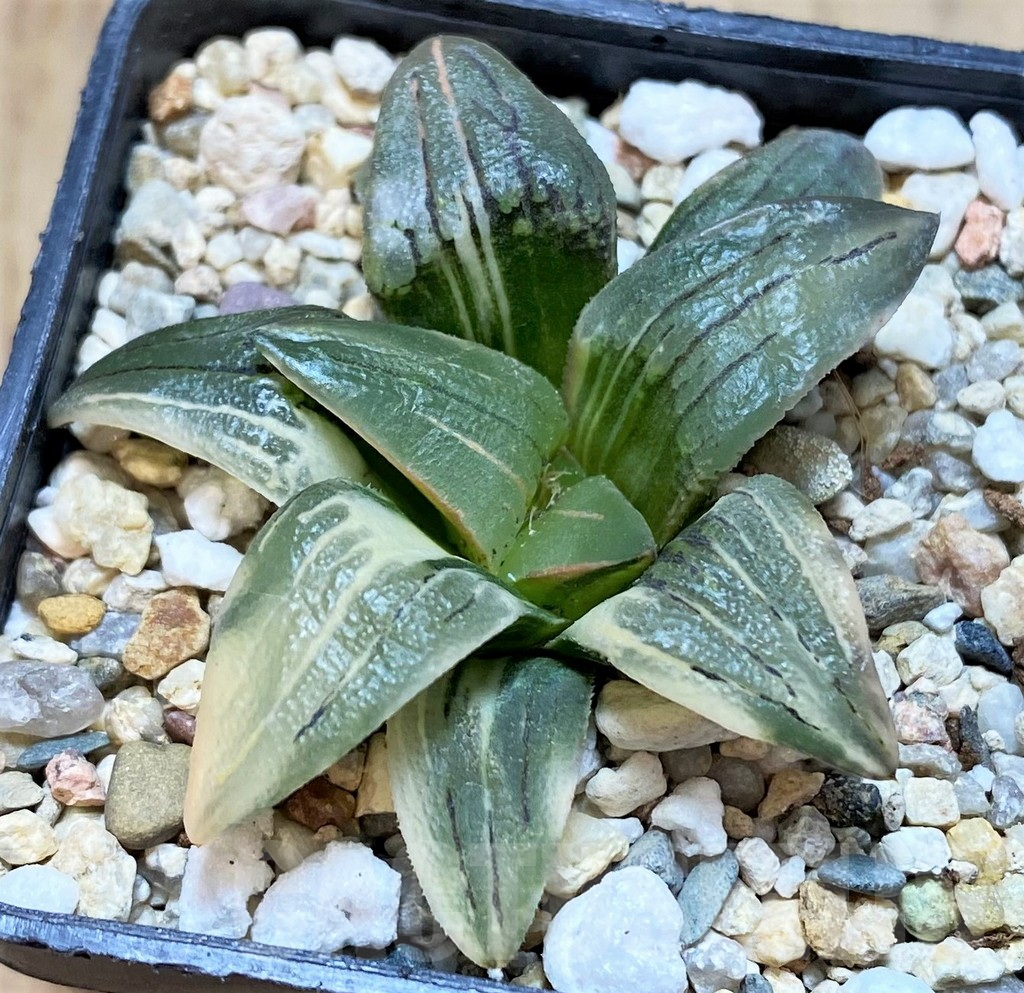 SHPR42244 Haworthia mutica 'Red Lines' f. variegata