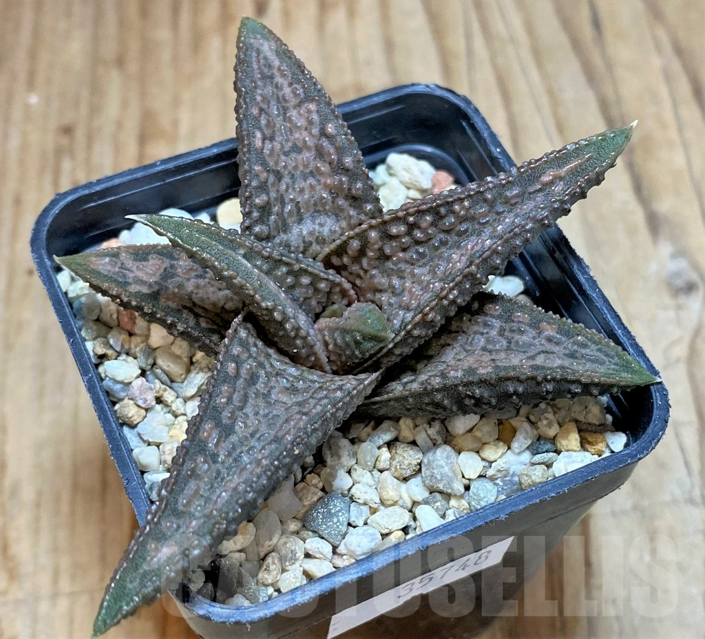 SHPR35748 Haworthia 'White Kin' - Image 3