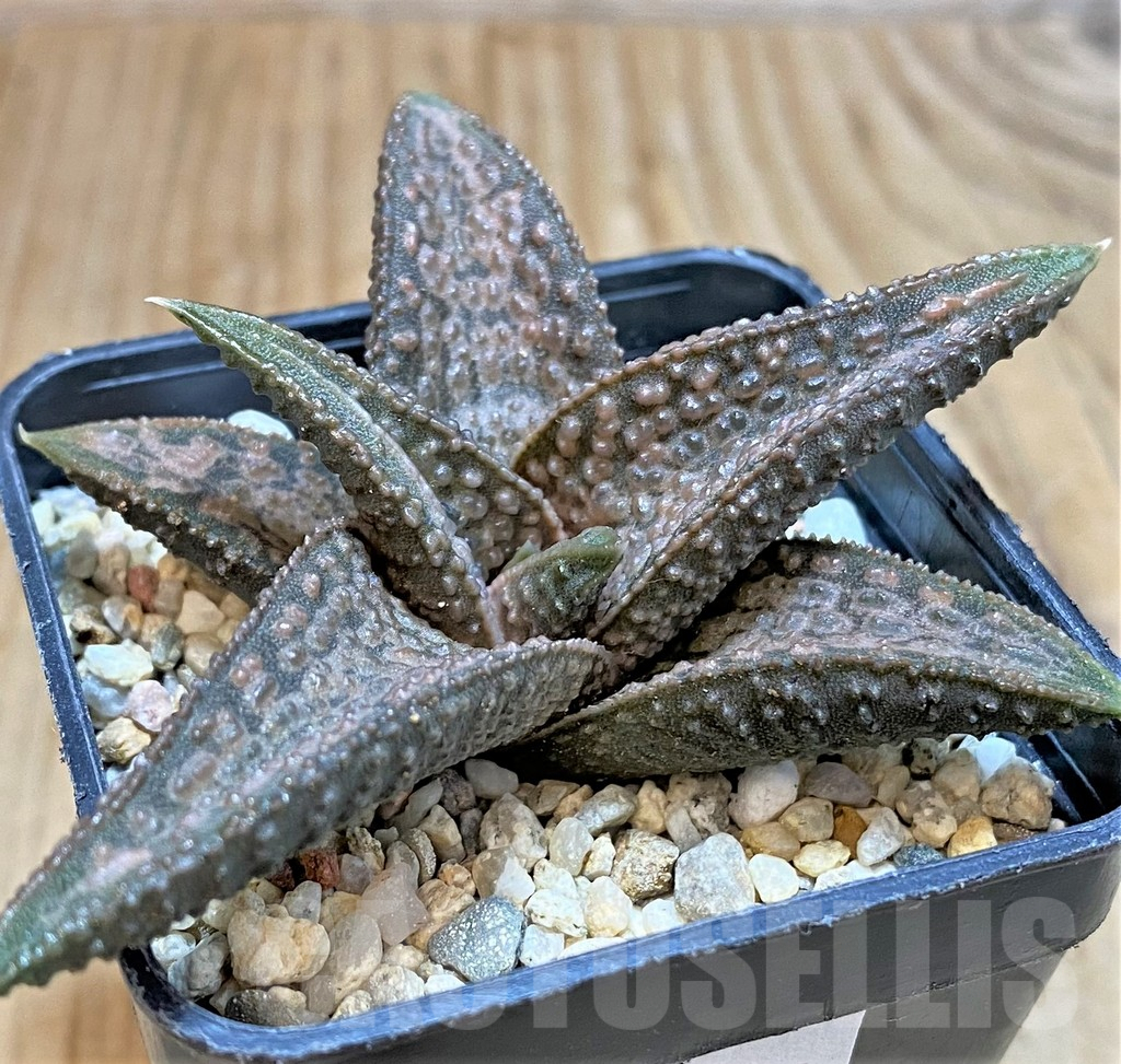 SHPR35748 Haworthia 'White Kin' - Image 2