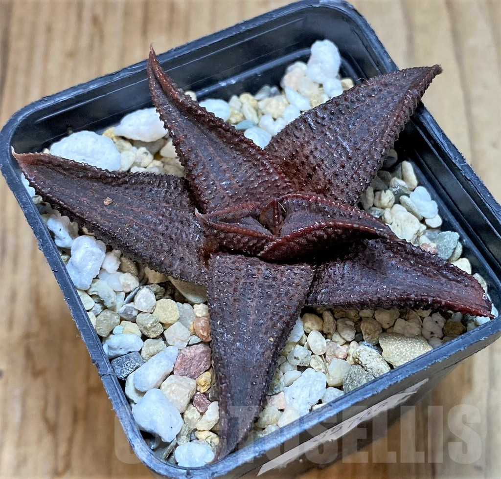 SHPR35768 Haworthia koelmaniorum K-14 - Image 2