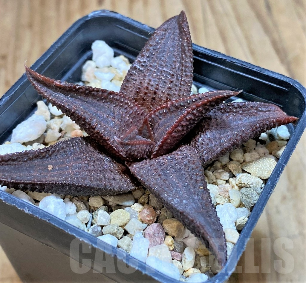 SHPR35768 Haworthia koelmaniorum K-14 - Image 3