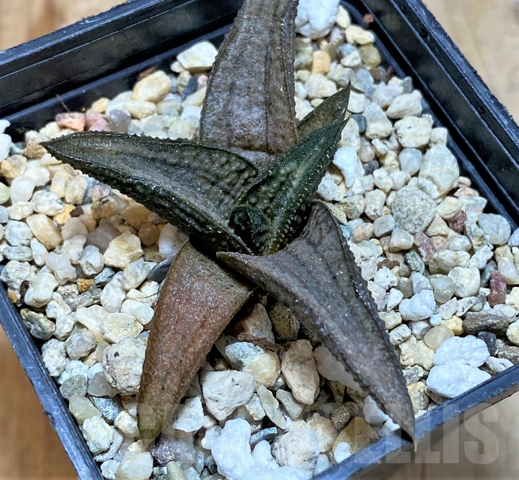 SHPR35764 Haworthia 'Silver Oak' - Image 2