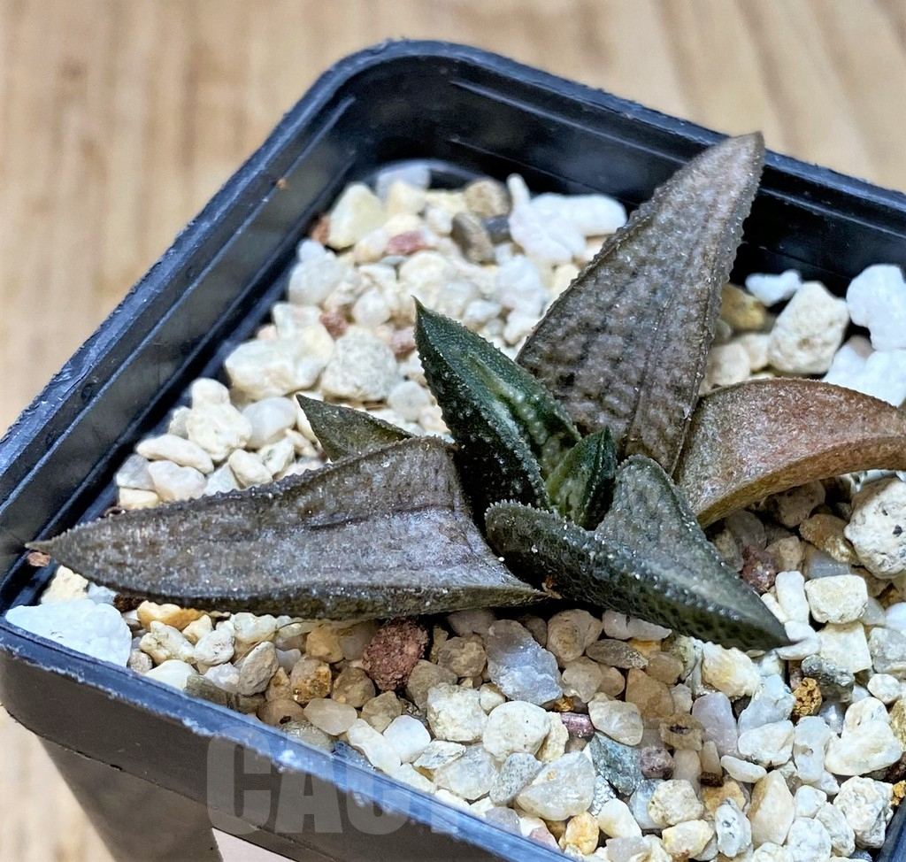 SHPR35764 Haworthia 'Silver Oak' - Image 3