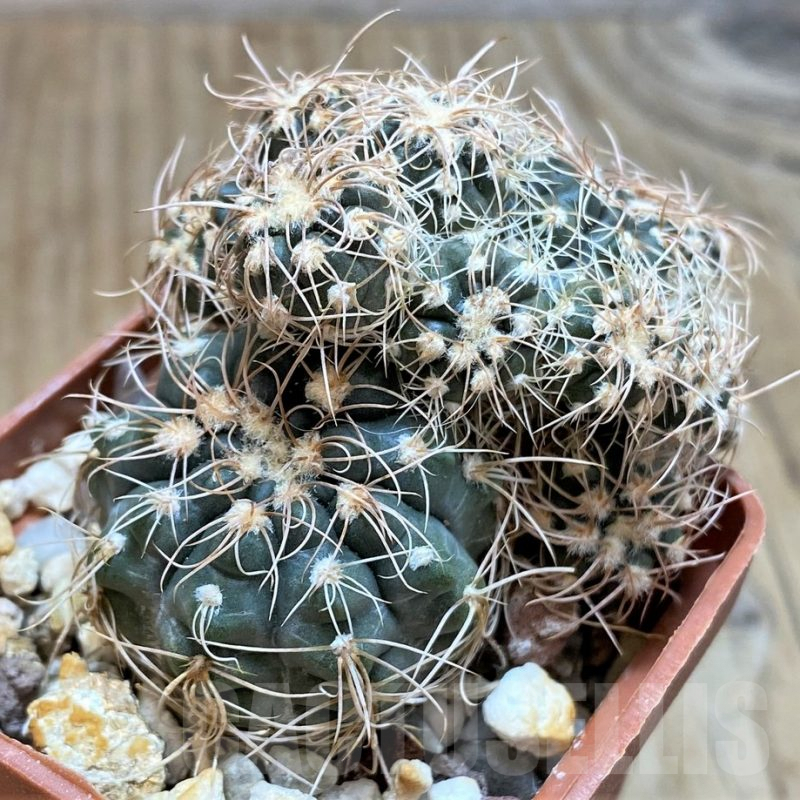 SH173 Gymnocalycium bruchii f. monstrosa