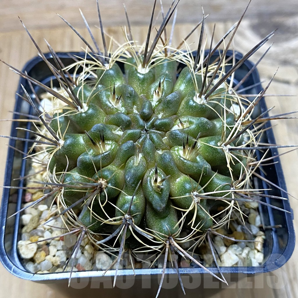 SH4140 Pyrrhocactus transiens WK781