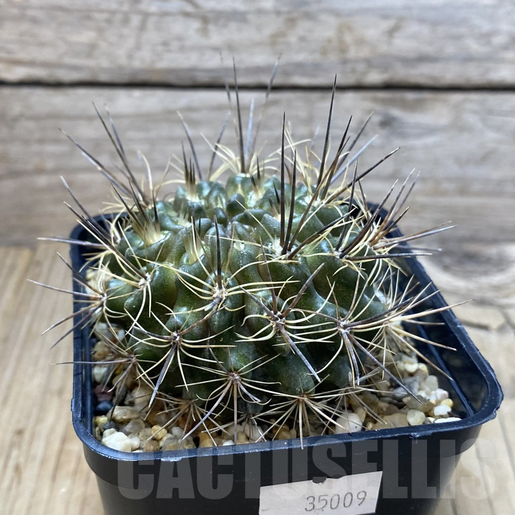 SH4140 Pyrrhocactus transiens WK781 - Image 2