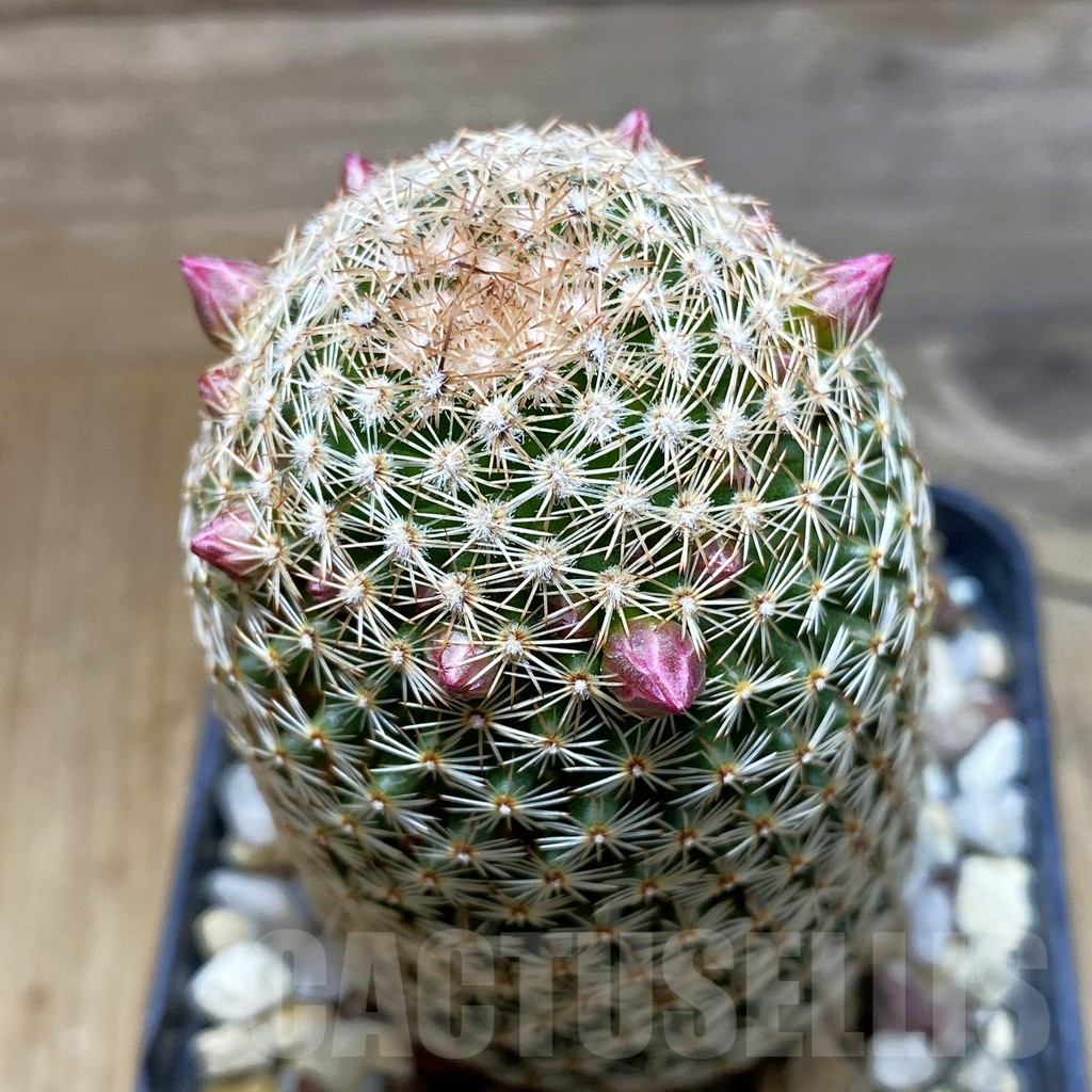 SH4142 Mammillaria matudae