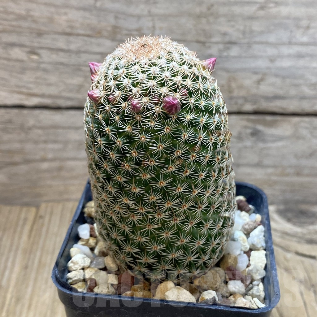 SH4142 Mammillaria matudae - immagine 2