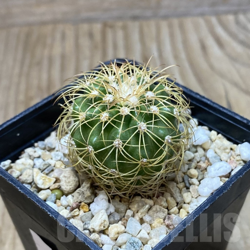 SH4314 Discocactus bahiensis - immagine 2