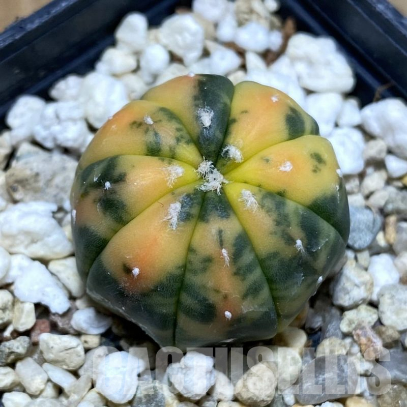 SH4657 Astrophytum asterias f. variegata