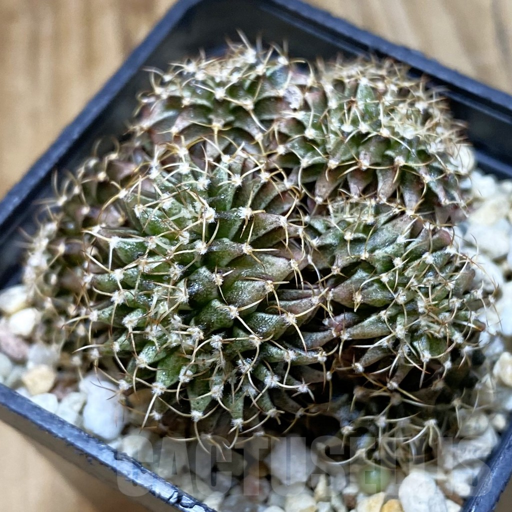 SH4772 Gymnocalycium mihanovichii f. cristata