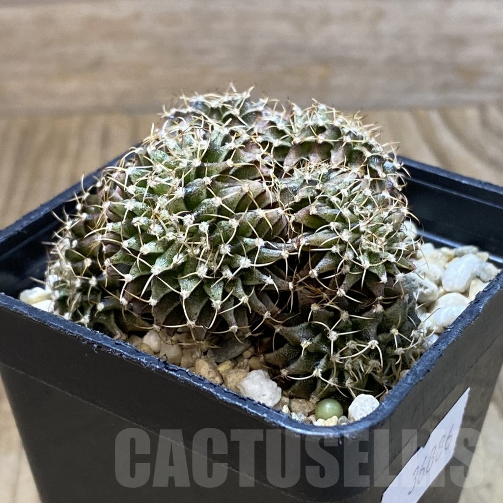 SH4772 Gymnocalycium mihanovichii f. cristata - immagine 2