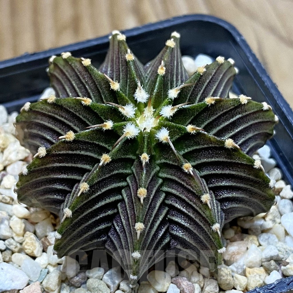 SH4785 Gymnocalycium friedrichii LB 2178