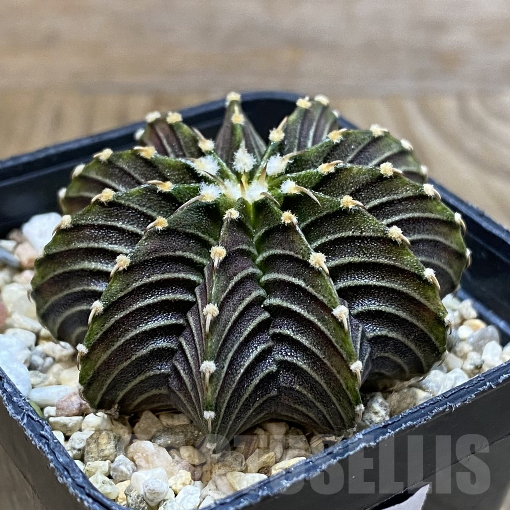 SH4785 Gymnocalycium friedrichii LB 2178 - Image 2