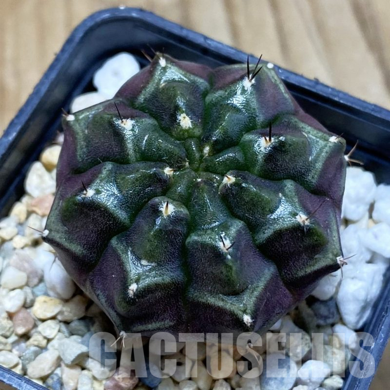 SH4741 Gymnocalycium mihanovichii ‘Day Dream’, seedling