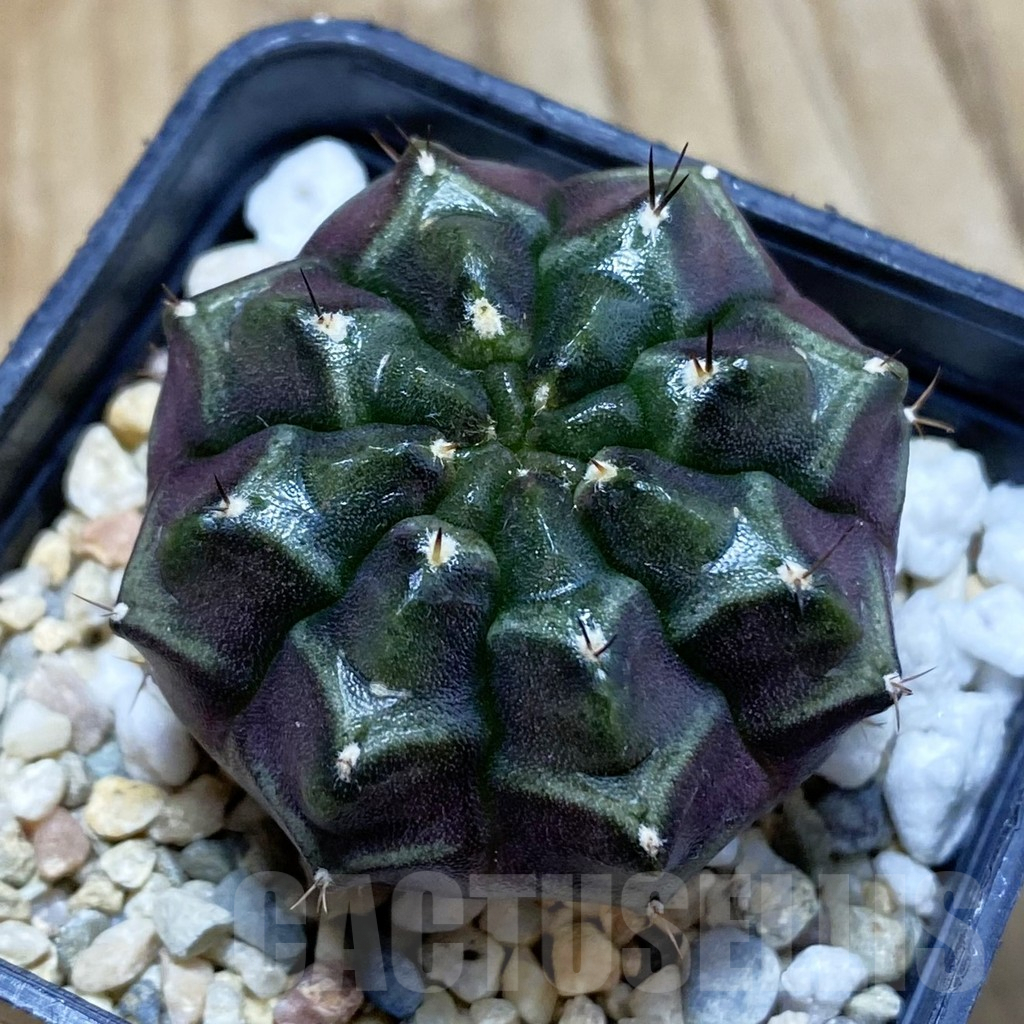 SH4741 Gymnocalycium mihanovichii ‘Day Dream’, seedling