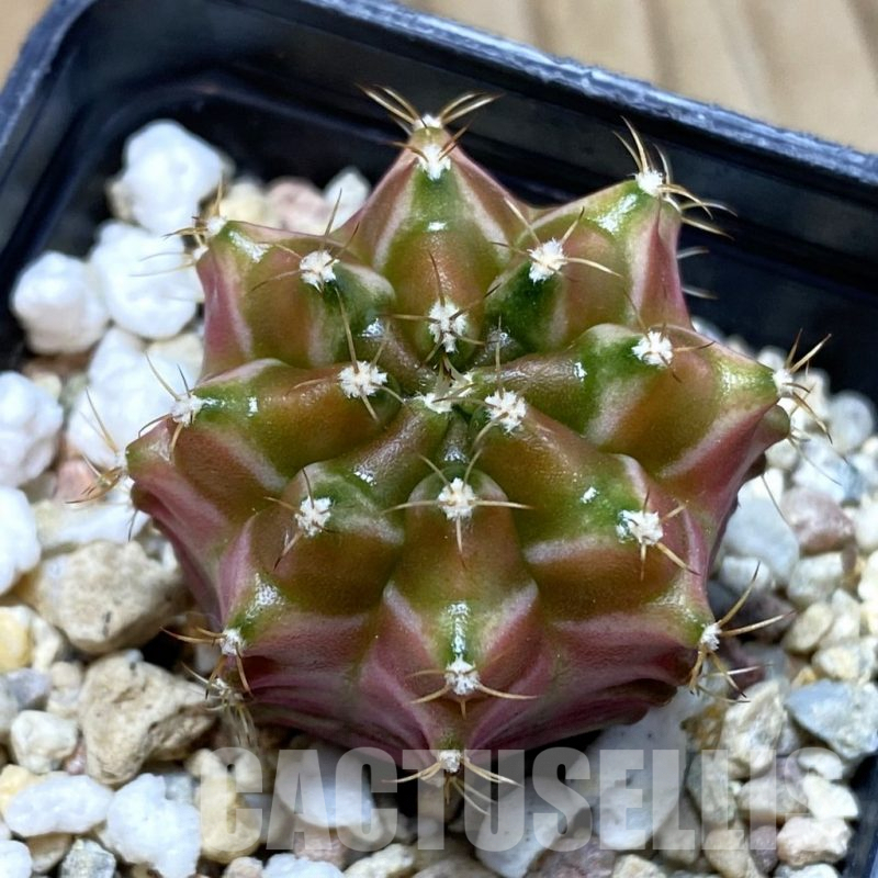 SH4743 Gymnocalycium mihanovichii ‘Neon’ hybrid