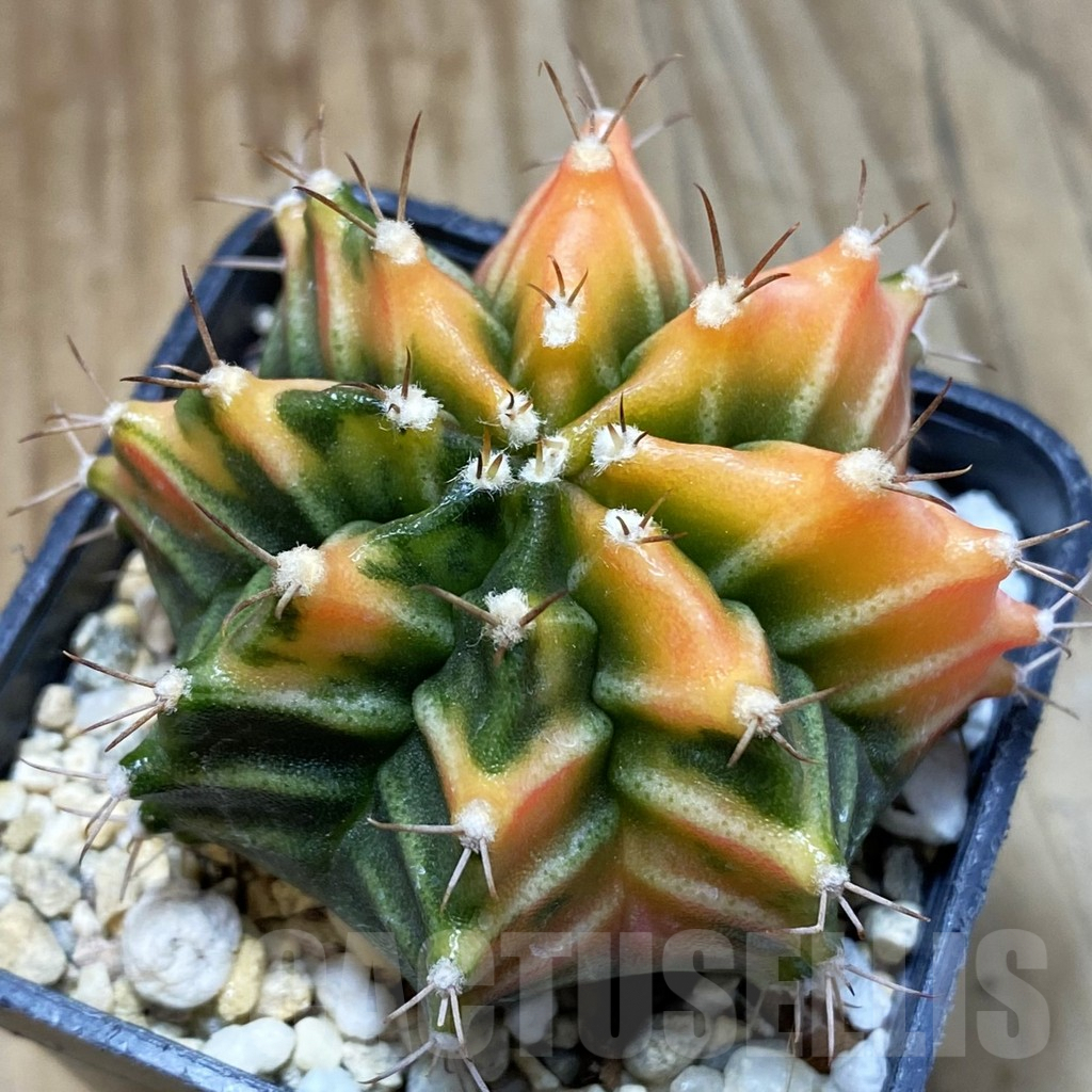 SH4752 Gymnocalycium mihanovichii f. variegata, seedling