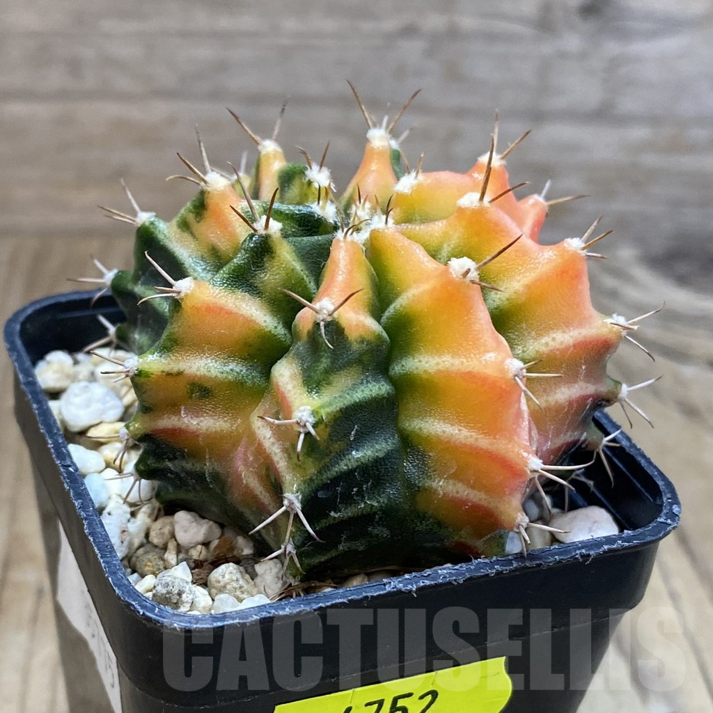 SH4752 Gymnocalycium mihanovichii f. variegata, seedling - Image 2