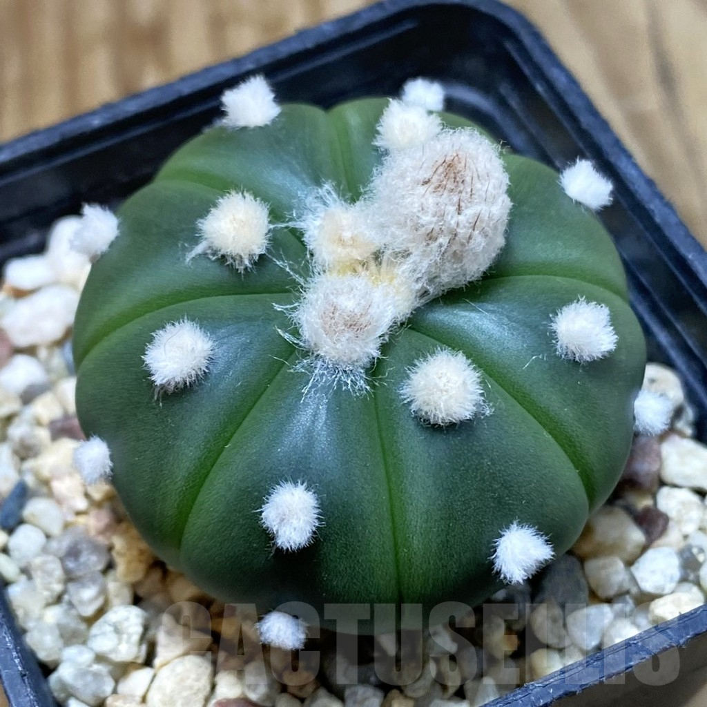 SH4756 Astrophytum asterias ‘Ooibo’