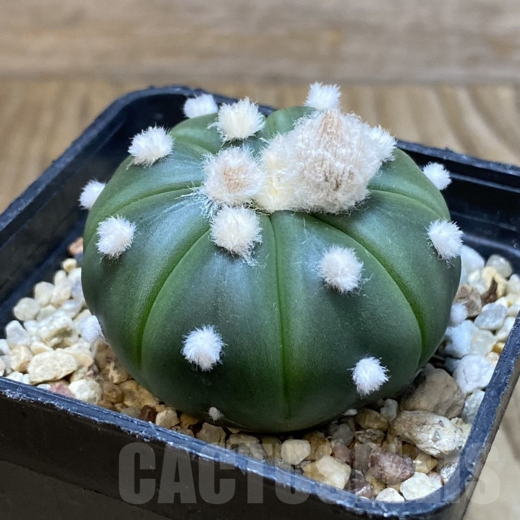 SH4756 Astrophytum asterias ‘Ooibo’ – Bild 2