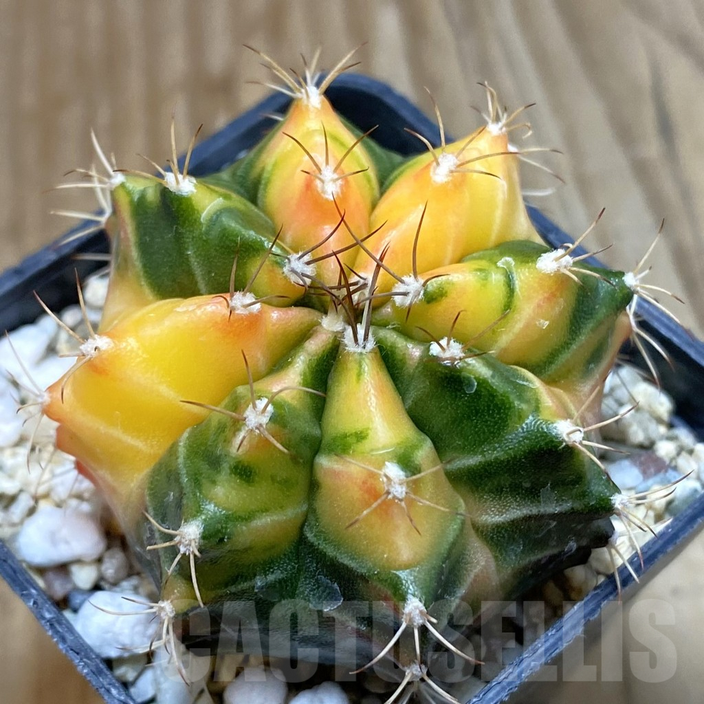 SH4757 Gymnocalycium mihanovichii f. variegata, seedling