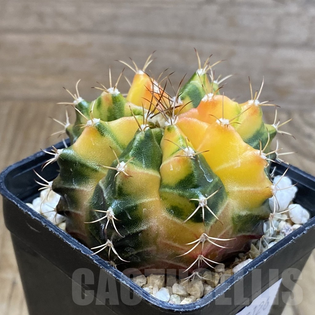 SH4757 Gymnocalycium mihanovichii f. variegata, seedling - Imagen 2