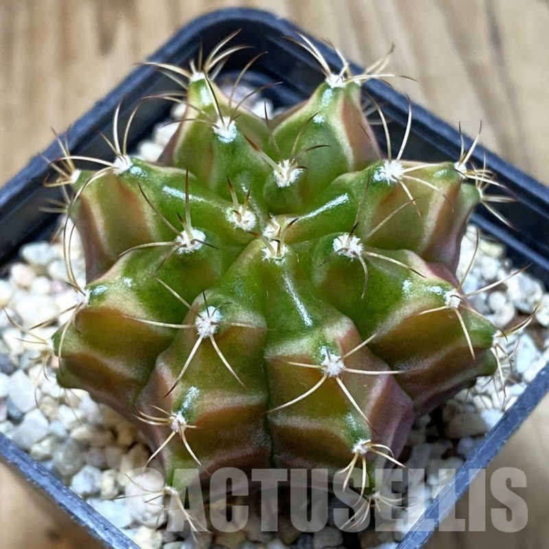 SH4759 Gymnocalycium mihanovichii ‘Neon’ hybrid, seedling