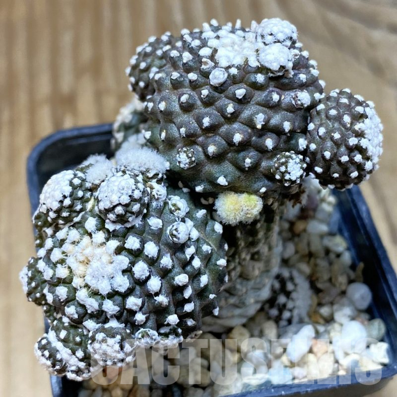 SH4765 Copiapoa tenuissima f. monstruosa