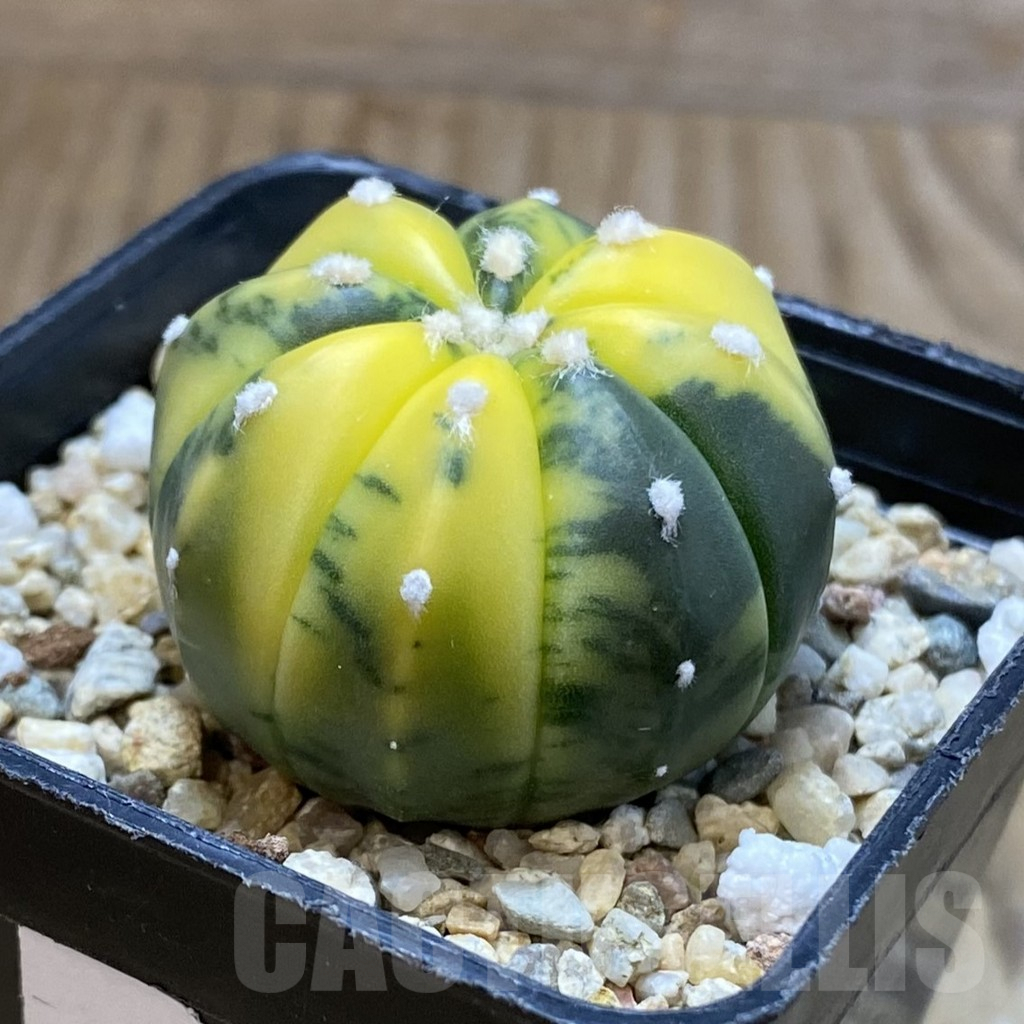 SH4767 Astrophytum asterias f. variegata - Image 2
