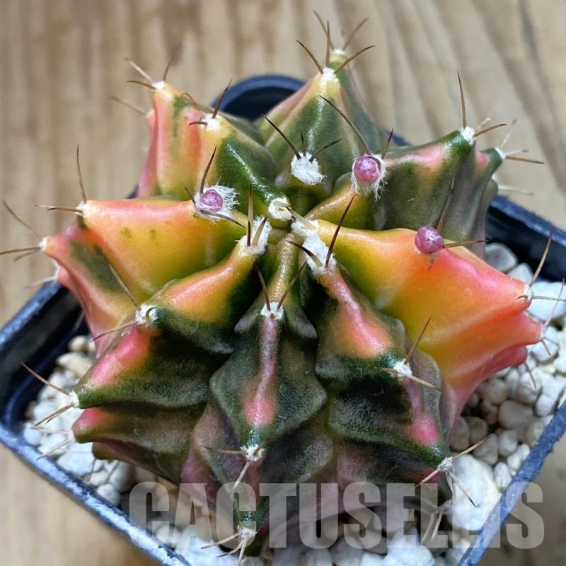 SH4768 Gymnocalycium mihanovichii f. variegata, seedling