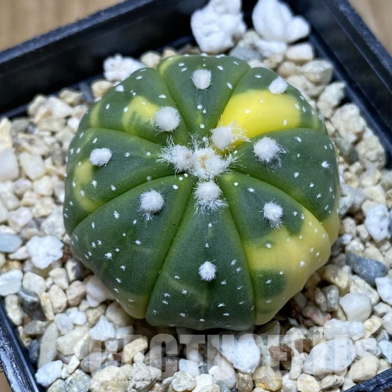 SH4893 Astrophytum asterias f. variegata