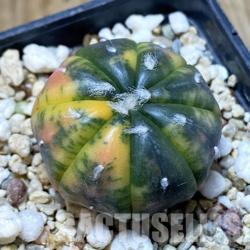 SH4900 Astrophytum asterias ‘Red Purple Skin’ f. variegata