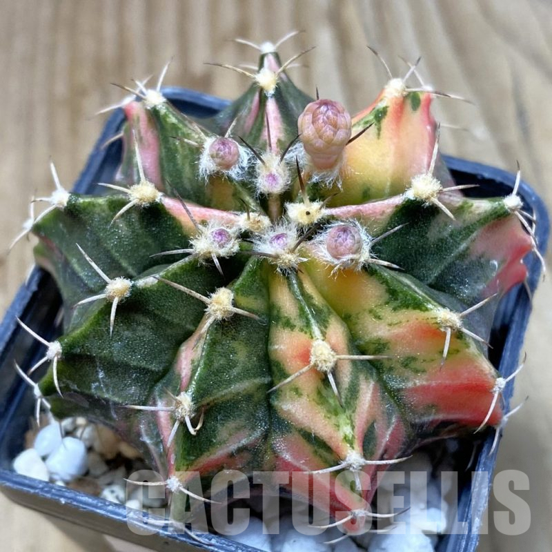 SH4881 Gymnocalycium mihanovichii f. variegata, seedling
