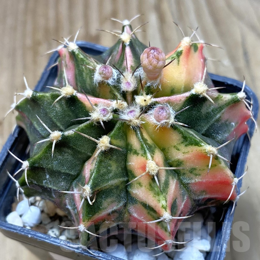 SH4881 Gymnocalycium mihanovichii f. variegata, seedling