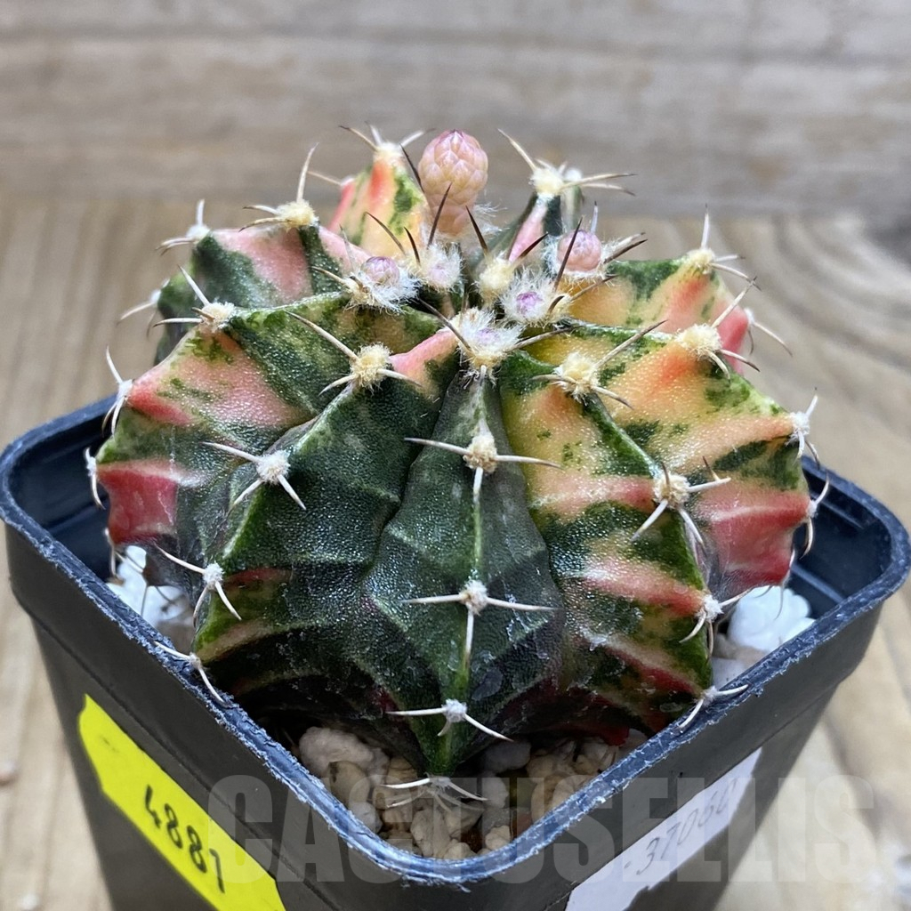 SH4881 Gymnocalycium mihanovichii f. variegata, seedling - Image 2