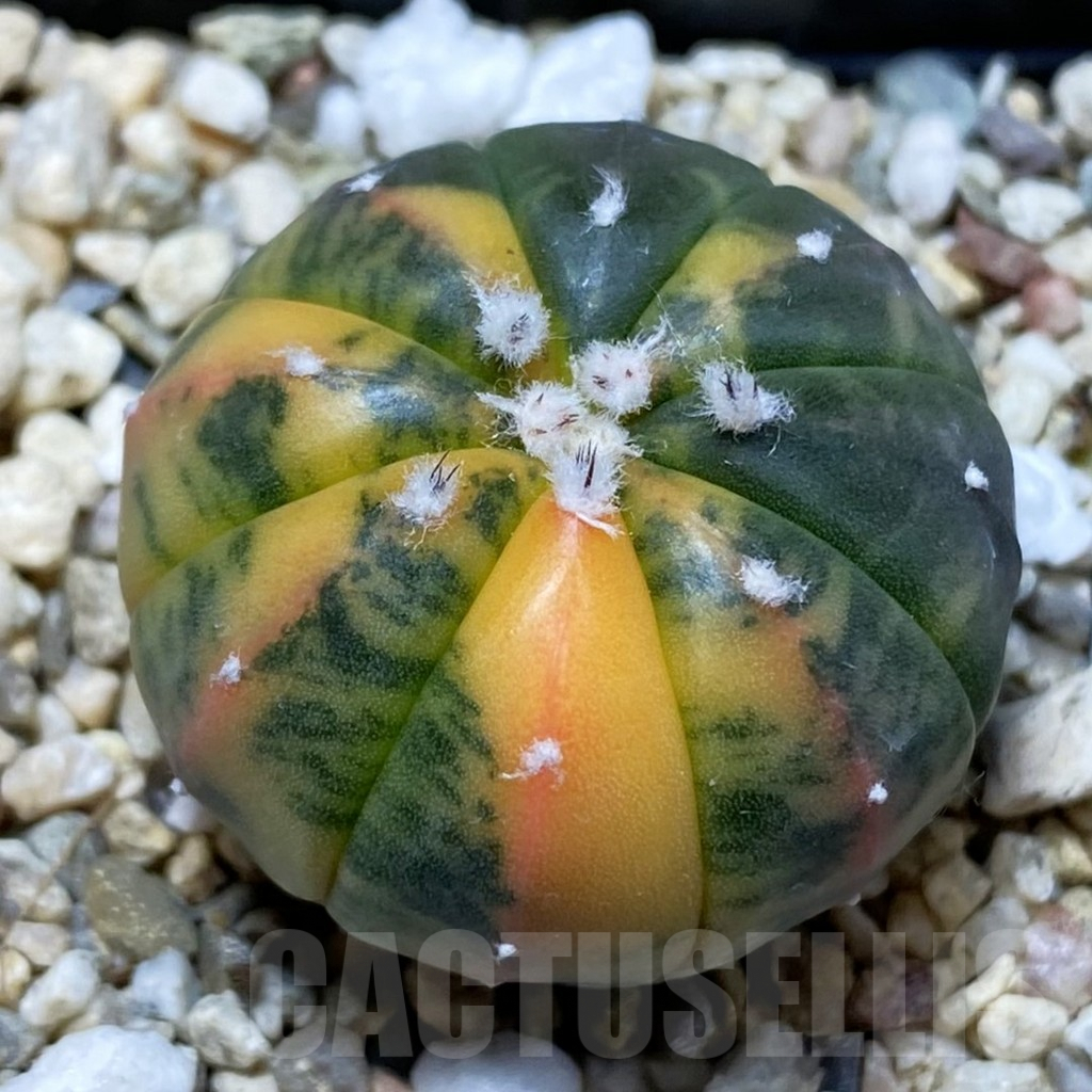 SH4882 Astrophytum asterias ‘Red Purple Skin’ f. variegata
