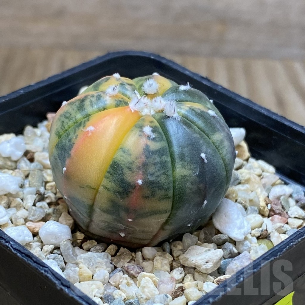 SH4882 Astrophytum asterias ‘Red Purple Skin’ f. variegata - Image 2