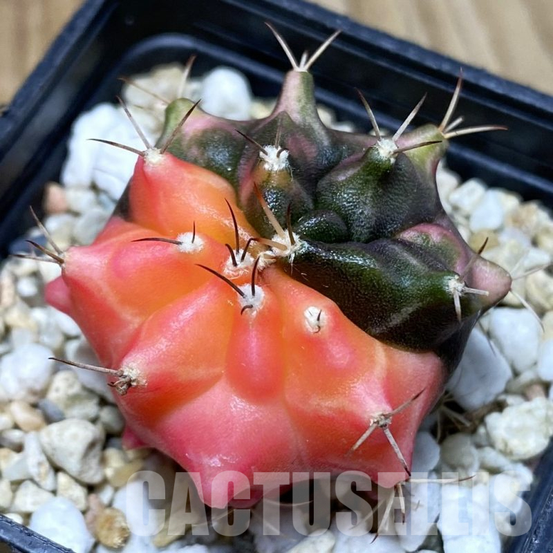 SH5025 Gymnocalycium mihanovichii ‘Transformer’ f. variegata, seedling