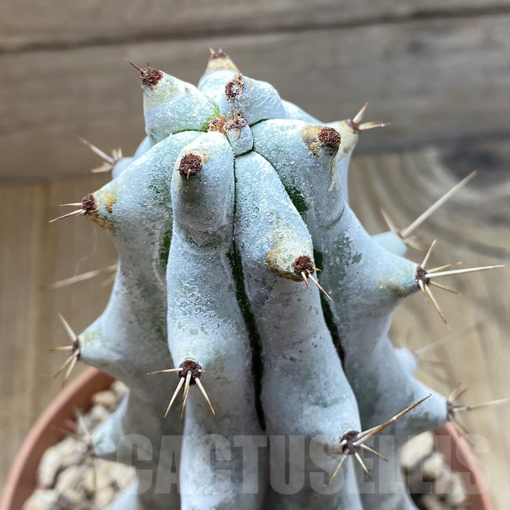 SHND5490 Stenocereus beneckei