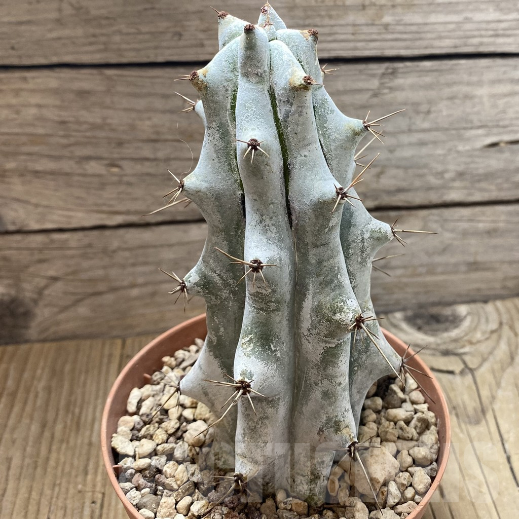 SHND5490 Stenocereus beneckei - immagine 2