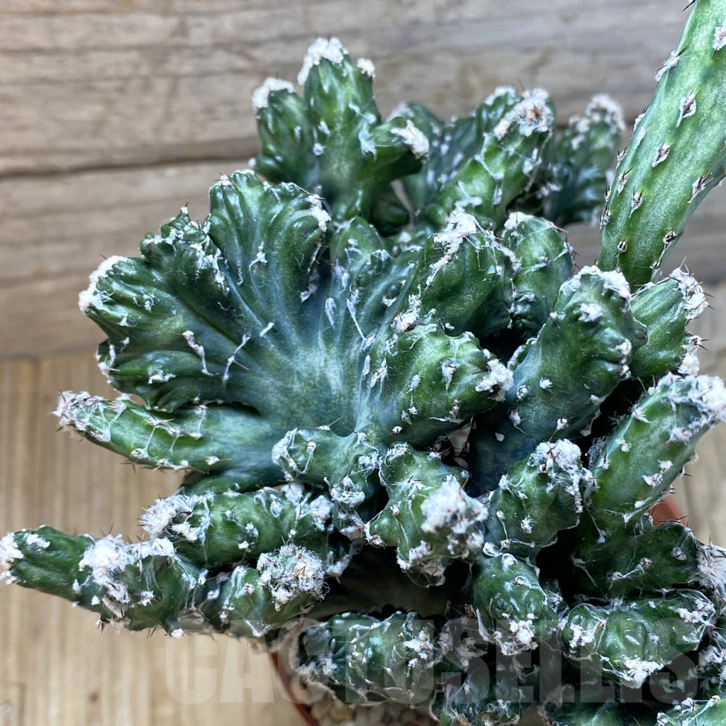 SH5491 Monvillea spegazzinii f. cristata