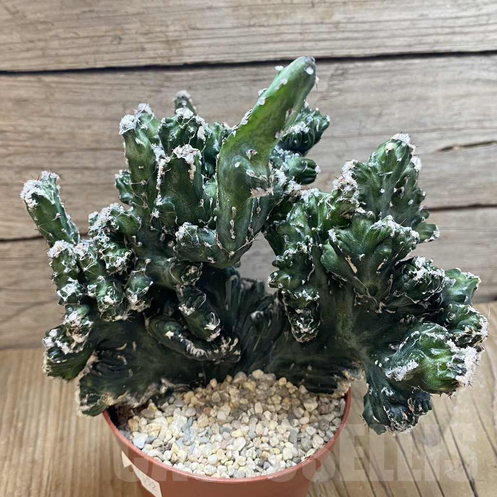 SH5491 Monvillea spegazzinii f. cristata - immagine 2