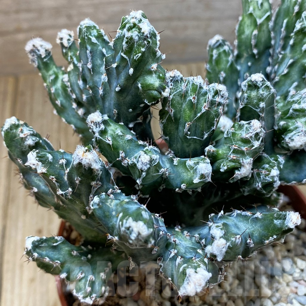 SH5492 Monvillea spegazzinii f. cristata