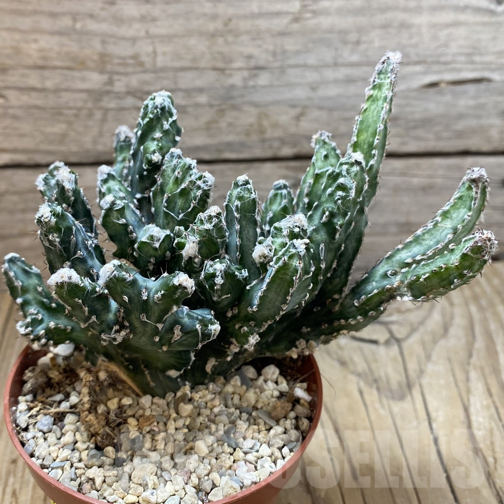 SH5492 Monvillea spegazzinii f. cristata - immagine 2