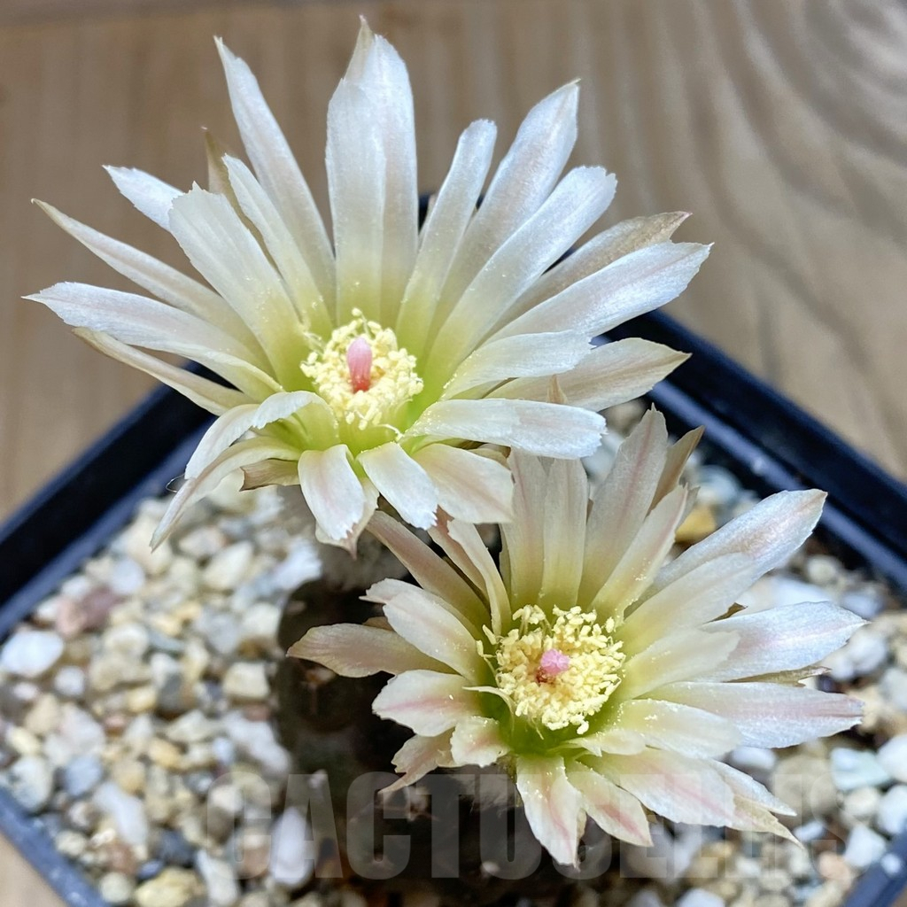 SH5496 Thelocephala glabrescens AW253