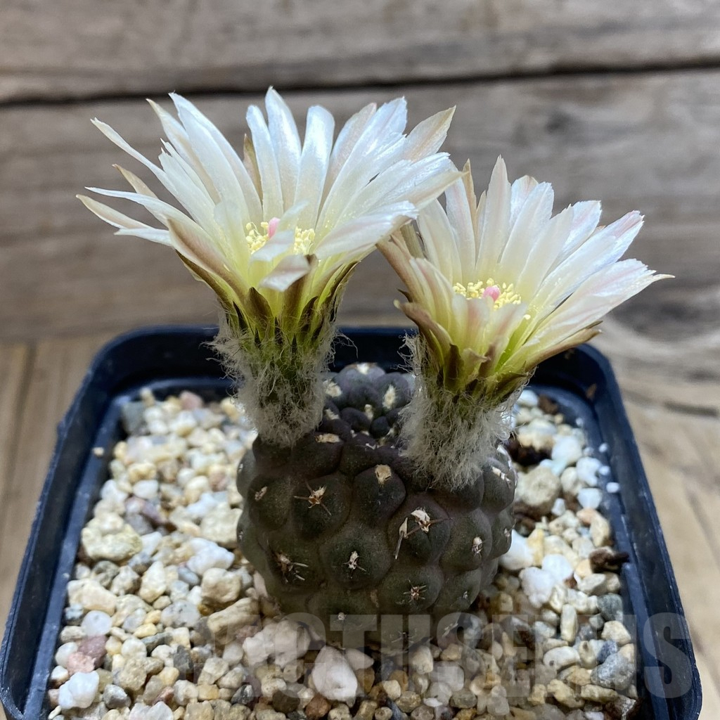 SH5496 Thelocephala glabrescens AW253 - immagine 2