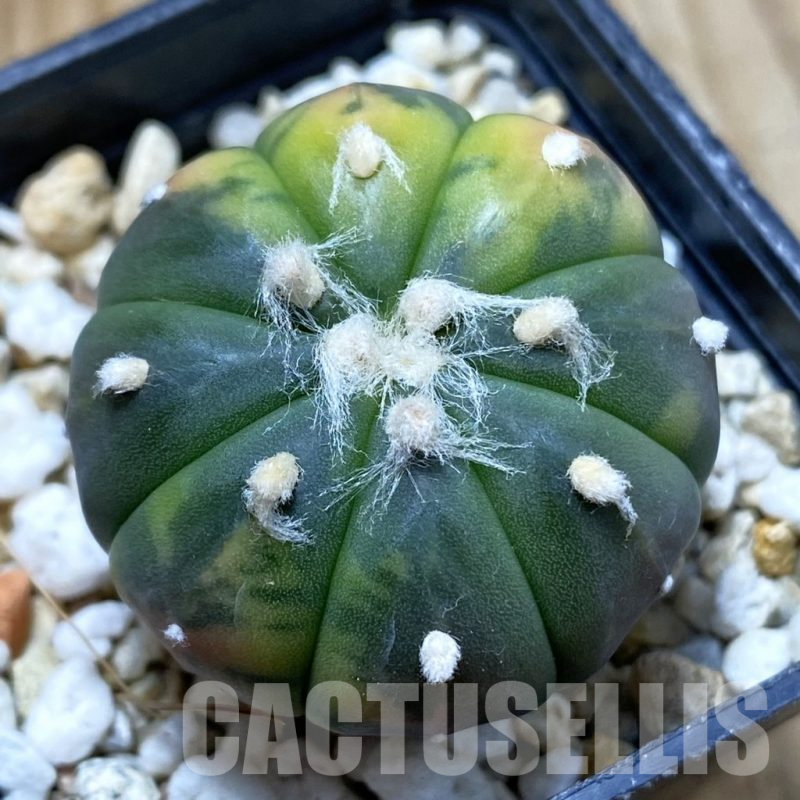 SH5501 Astrophytum asterias ‘Red Purple Skin’ f. variegata
